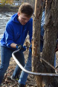 Along the Thornapple River, sophomore Cameron Matyac takes down unwanted trees