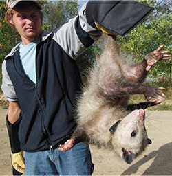 Root holds an opossum during a volunteer project at John Ball Zoo while an undergrad at Grand Valley State University