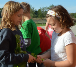 Zoe Miller and Annabelle Maxey examine some greens