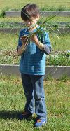 Kelloggsville Regional Center kindergartner Jack Davis eyes a weed