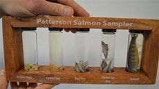 Science teacher Kevin Vance’s classes learn about stages of salmon from egg to adult