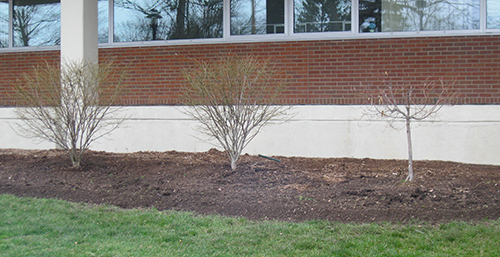 The entire school landscape was cleared and prepped for planting.