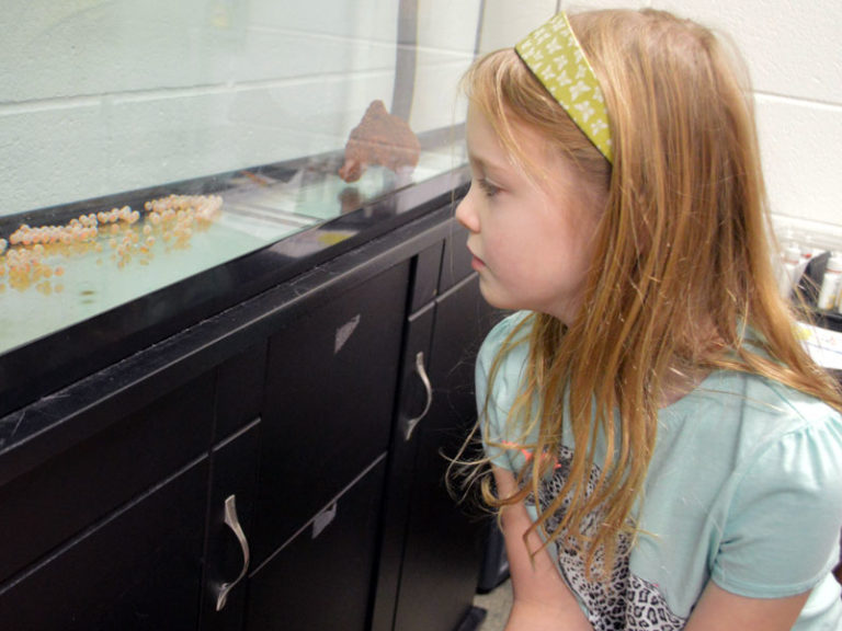 Something fishy going on in fourth-grade classroom