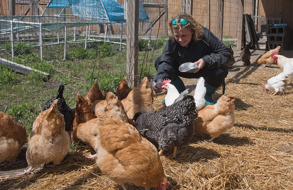 Heather Pratt, a Sustainable Agriscience instructor at the Kent Career Tech Center, hand-feeds some greens to her friends in the chicken coop