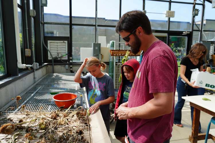 Kevin Charbonneau examines sunflowers drying out in the greenhouse at C.A. Frost with his kids, Penelope and Sly 