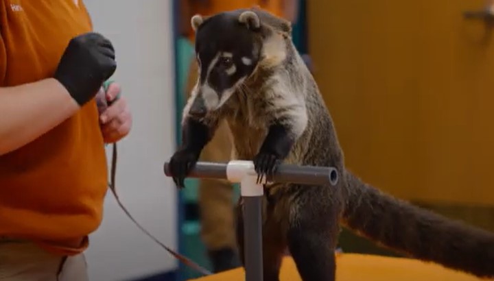 The zoo comes to you