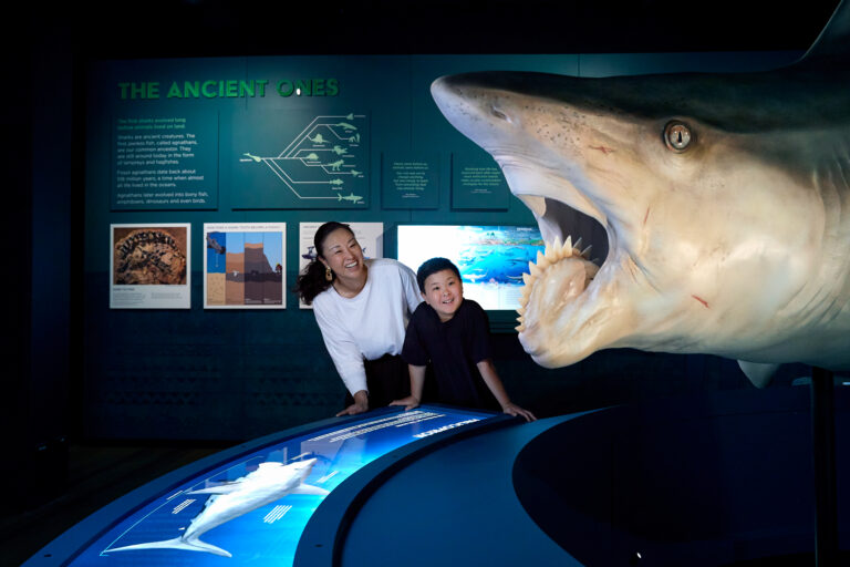 Australian shark exhibit opens in Grand Rapids
